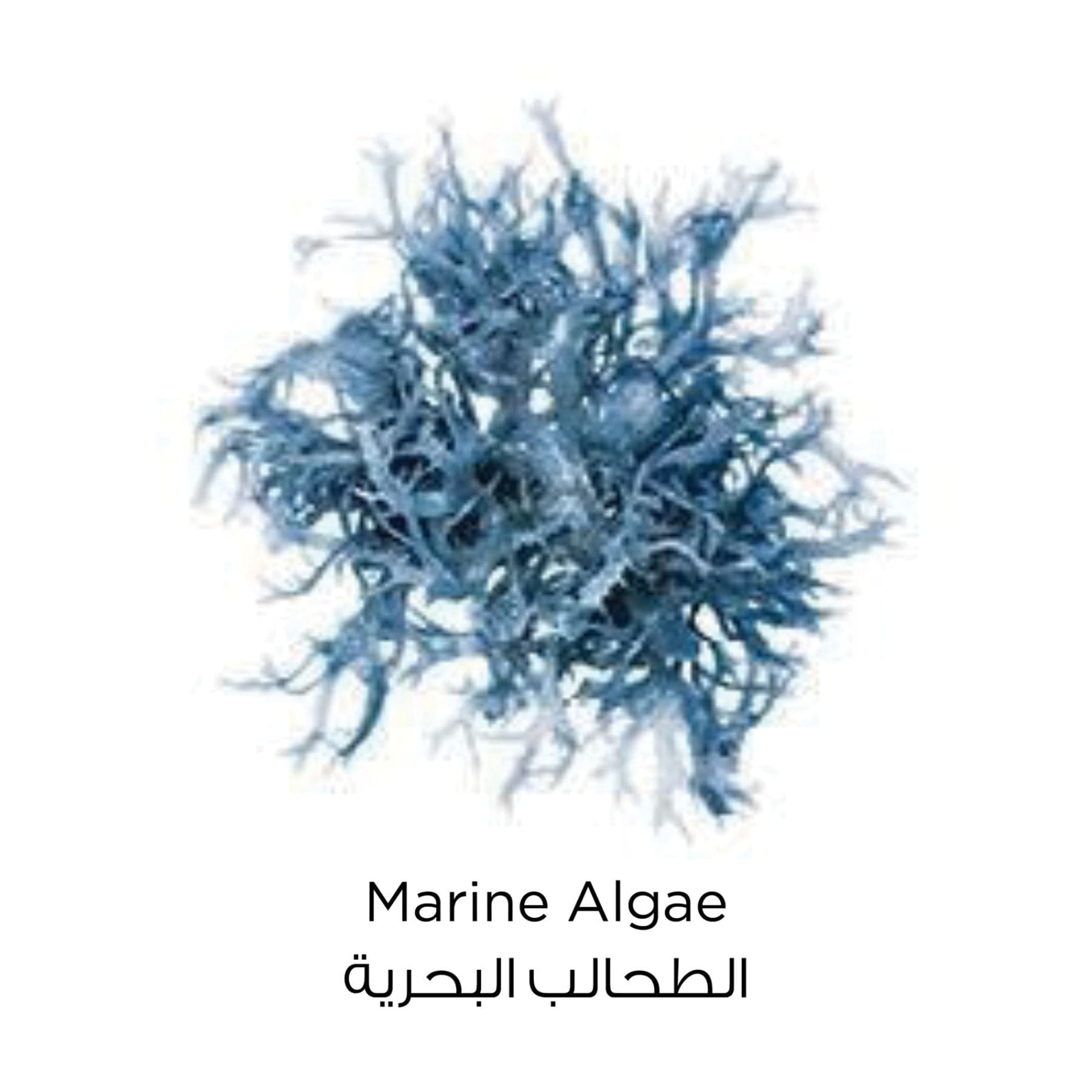 Pure Clay Blue Face Mask Marine Algae 50ml 50ml